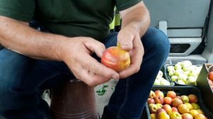 Абрикос Память Шевчука урожай и голубики