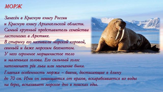 Знакомьтесь, Арктика! смотреть онлайн