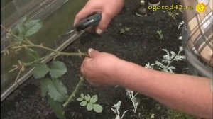 Черенкуем розу прямо в грунт