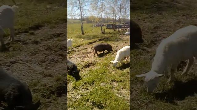 Электропастух для свиней- тест.