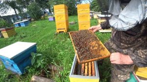 КАК РАЗВИВАЕТСЯ ОТВОДОК В ШЕСТИ РАМОЧНОМ УЛЬЕ ППУ от БИНЕНХАУСА