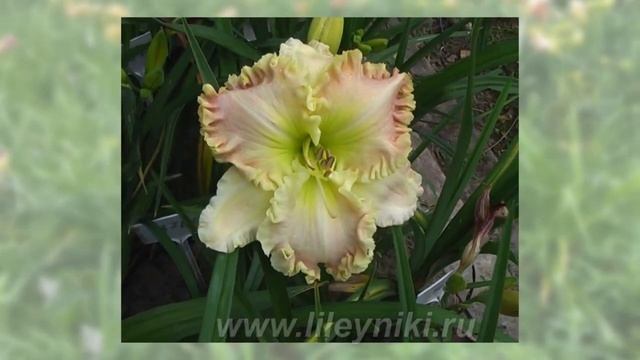 Лилейник Селекция JACQUELINE KENNEDY ONASSIS х GREAT WHITE DOVE №13760 смотреть онлайн