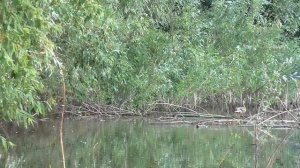 Звуки природы.Лето.Озеро.Утка с утятами.Кваканье лягушек