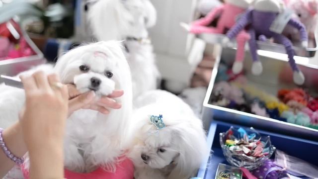 GROOMING: Uppity~Do~Dah Korean Style Maltese Grooming ~ UpDo and Side Ponytail Korean Cut Dog Bun смотреть онлайн