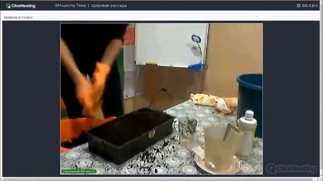 Как вырастить здоровую рассаду