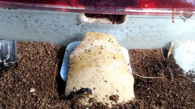 Кормление муравьёв пожарников pseudoneoponera rufipes жуком знахарем ulomoides dermestoides смотреть онлайн