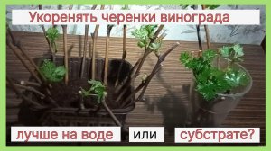 На чем лучше укореняются черенки винограда, на воде или в кокосовом субстрате.