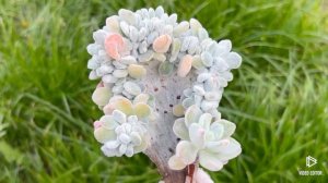 Echeveria Pulvinata Frosty