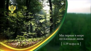 Лес –  национальное достояние