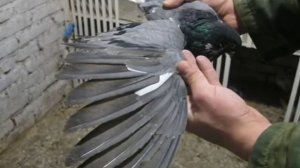 Николаевские торцовые голуби пгт. Тельманово. Фото