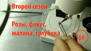 [66] Начинаем второй сезон. Фикус, малина, голубика, розы — введение в меристемную культуру тканей