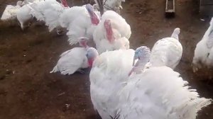 Как индюки топчат индюшку и танцуют