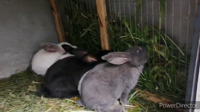 Польза от дачи для кроликов! смотреть онлайн