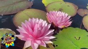 Нимфеи цветут, кувшинка, waterlily, водные растения, пруд