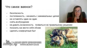 Как познакомить кота и собаку? Собака и кошка в одном доме - как подружить их?