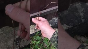 Девичий виноград растёт! Метод посадки работает!