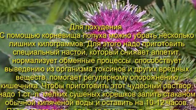 Полезные свойства и Лечение корнем лопуха