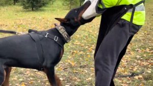 Тренировка по защите щенка добермана