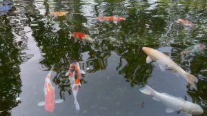 Рыбы. Парк Галицкого. Краснодар