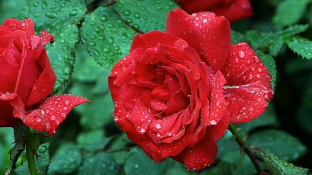 Музыка для Души и Цветы (Beautiful flowers) !!!
