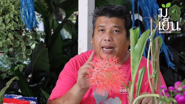 ว่านแสงอาทิตย์ ไม้ดอกที่แสดง สัญญาณแห่งฤดูกาล ดอกกลมดิก มีแค่ปีละครั้ง Scadoxus multiflorus смотреть онлайн