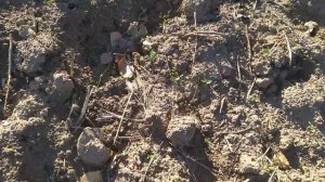 Сидерат Редька масличная. Не срослось☹️, не выросло.