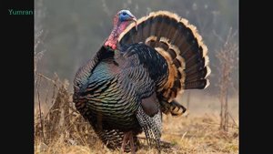 Звук Индюка