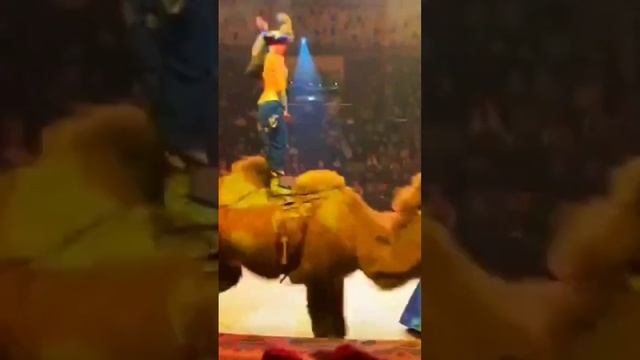 Верхом на Верблюдах! #верблюды #camel #акробатика #acrobat #tricks #трюки #animals#trainer#верблюд смотреть онлайн