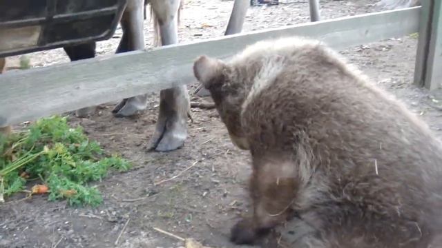 Хочется укусить смотреть онлайн