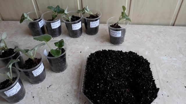 Фиалки. Рассаживаю деток. смотреть онлайн