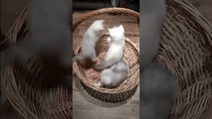 Скоттиш Фолд и Страйт эксклюзив. ШИНШИЛЛЫ