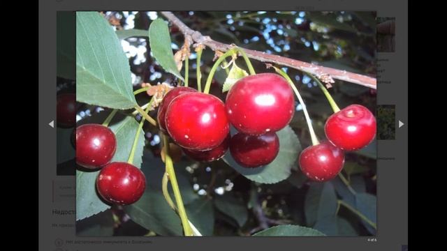 Вишня Десертная Морозовой - один из самых вкусных сортов: плюсы и минусы, особенности ухода