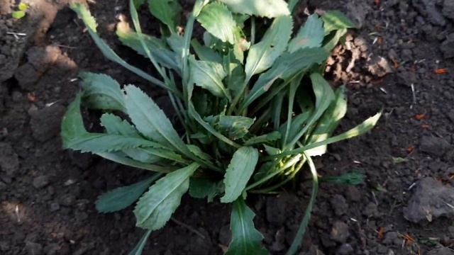 ОСЕННЯЯ ПЕРЕСАДКА САДОВОЙ РОМАШКИ.