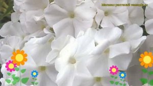 Флокс метельчатый Вайт Спарр. Краткий обзор, описание характеристик, где купить саженцы