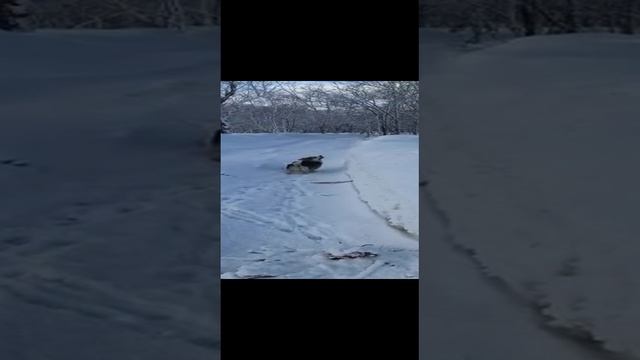 Утринея прогулка в зимнем лесу смотреть онлайн