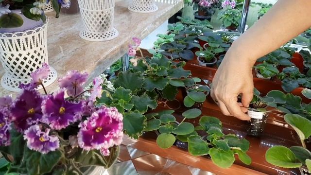 Предлагаю излишки своей коллекции сортовых фиалок! 25. 07.2023г. Отправляю ТОЛЬКО ПОЧТОЙ по РОССИИ! смотреть онлайн