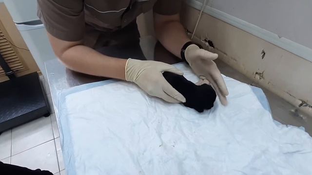 Лаки больше нет,ушёл малыш на радугу🌈🌈🌈 смотреть онлайн