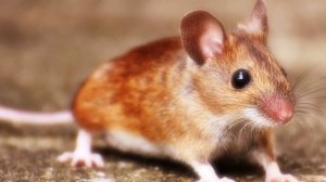 Туш табирлари - Тушда сичкон куриш