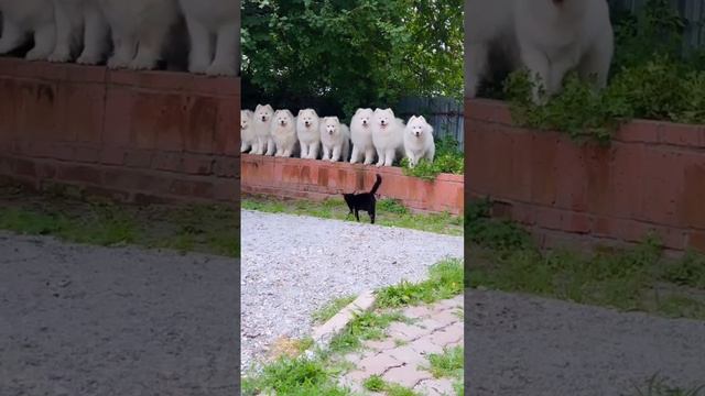 Главнокомандующий парадом