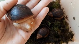 АХАТИНА ИММАКУЛЯТА - НОВЫЕ ЖИЛЬЦЫ???