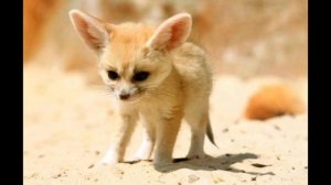 Фенек: самая восхитительная лиса на земле