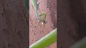 Как богомол ест осу