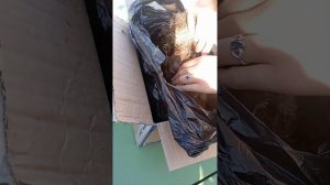 Распаковка посылки с пионами, домой не доехали- распаковка прям возле почты. пионы почтой.