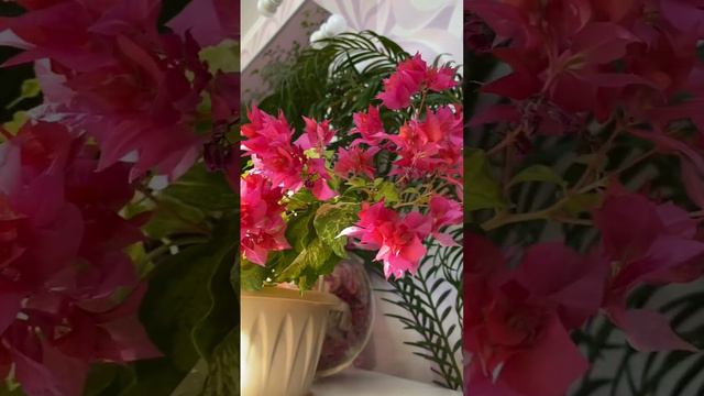 Бугенвиллия Mahara marble❤️ смотреть онлайн