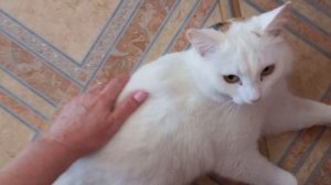 СВЯЗАЛА НОСКИ ИЗ РАССКАЗОВСКОГО?КОЗЬЕГО ПУХА?