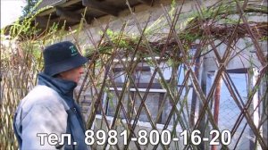 Живая изгородь из ивы в два прута. Сорт ивы шверина древовидная , посадка своими руками, ПАВИВА