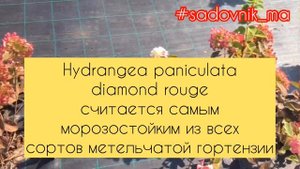 Гортензия метельчатая Даймонд Руж