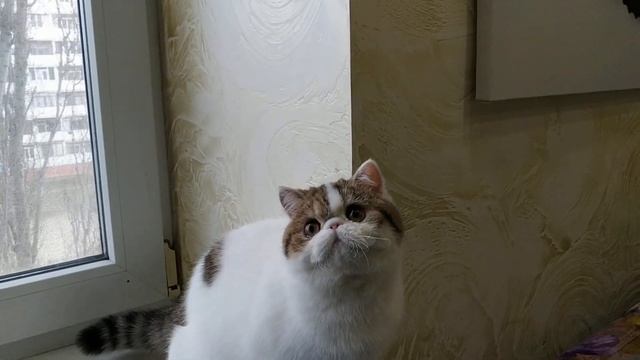 #снупи #snupy #питомниккошек #экзотыкотята #игрыв питомнике #купитькотенкаэкзота #плюшевыйэкзот смотреть онлайн