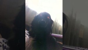 Собака поёт под губную гармошку.