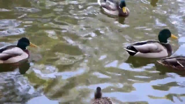 Парки Днепропетровска Лебеди, утки и другие звери в детском парке Swans, ducks and other animals смотреть онлайн